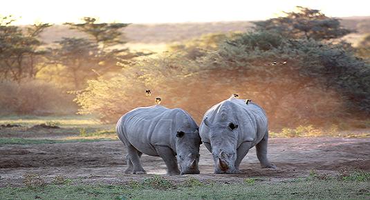 khama rhino sanctuary