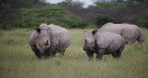 khama rhino sanctuary white rhino